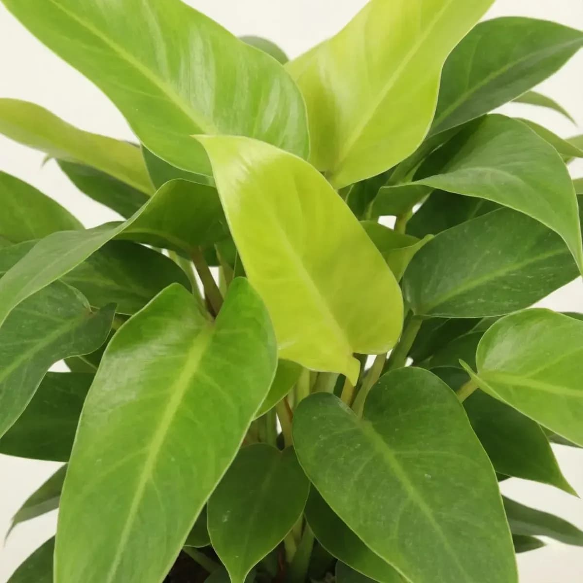 Golden Pothos hover
