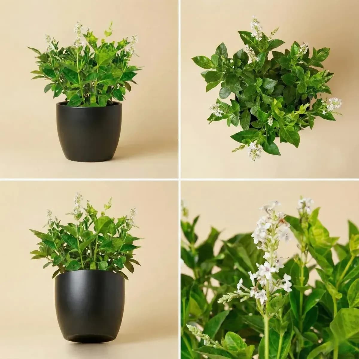 Japanese Jasmine hover