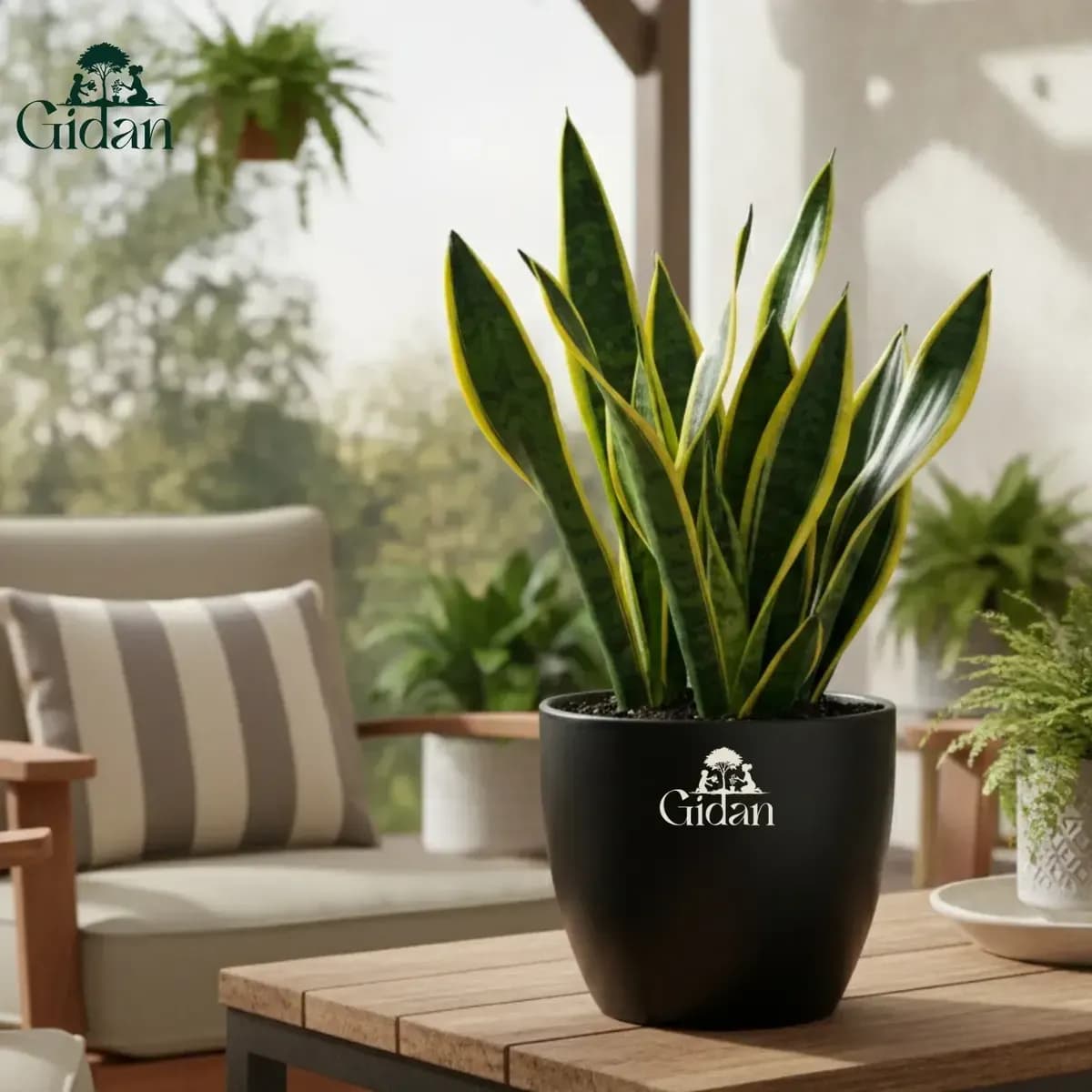 Golden Dwarf Snake Plant hover